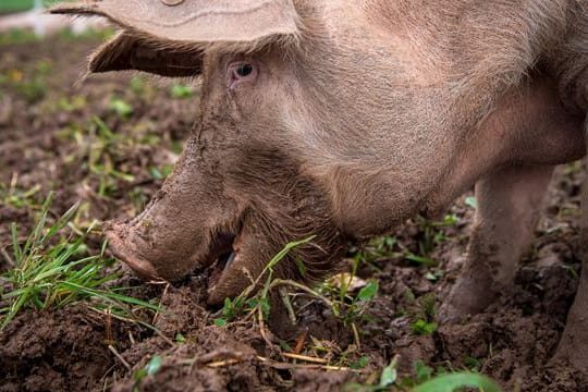 Ein Schwein in Auslaufhaltung unter freiem Himmel.