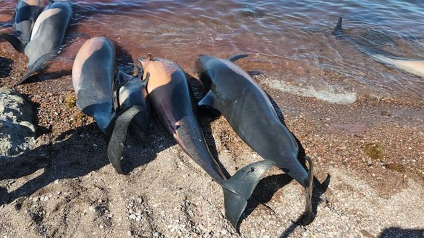 Auf diesem vom "Red de Varamientos" zur Verfügung gestellten Bild sind mehrere tote Delfine am Strand El Califin zu sehen.