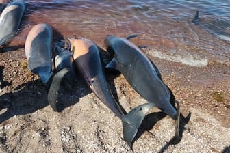 Auf diesem vom "Red de Varamientos" zur Verfügung gestellten Bild sind mehrere tote Delfine am Strand El Califin zu sehen.