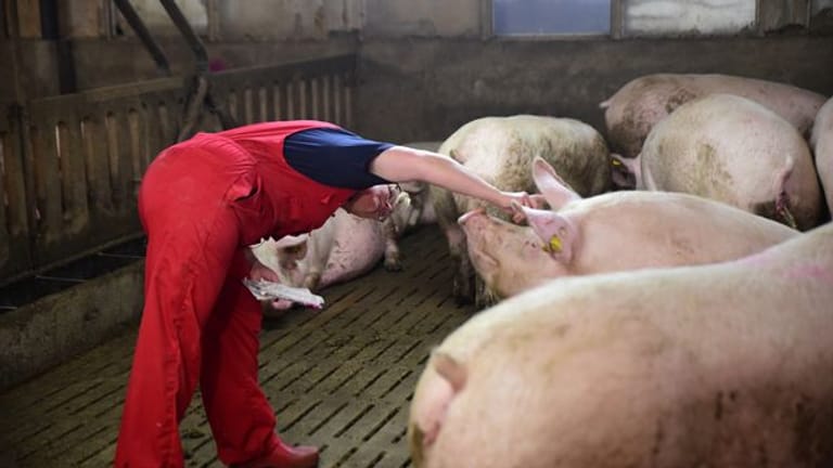 Schwere Zeiten für Schweinehalter