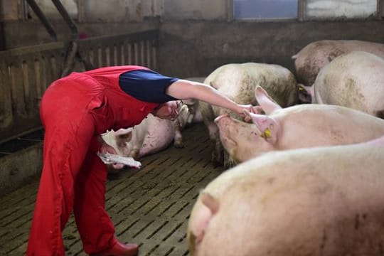 Schwere Zeiten für Schweinehalter