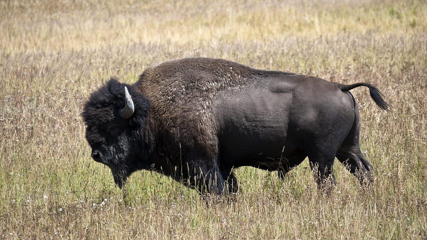 Ein Bison im Yellowstone-Nationalpark (Symbolbild): Ein Tier hat eine 25-jährige Frau aufgespießt und getötet.