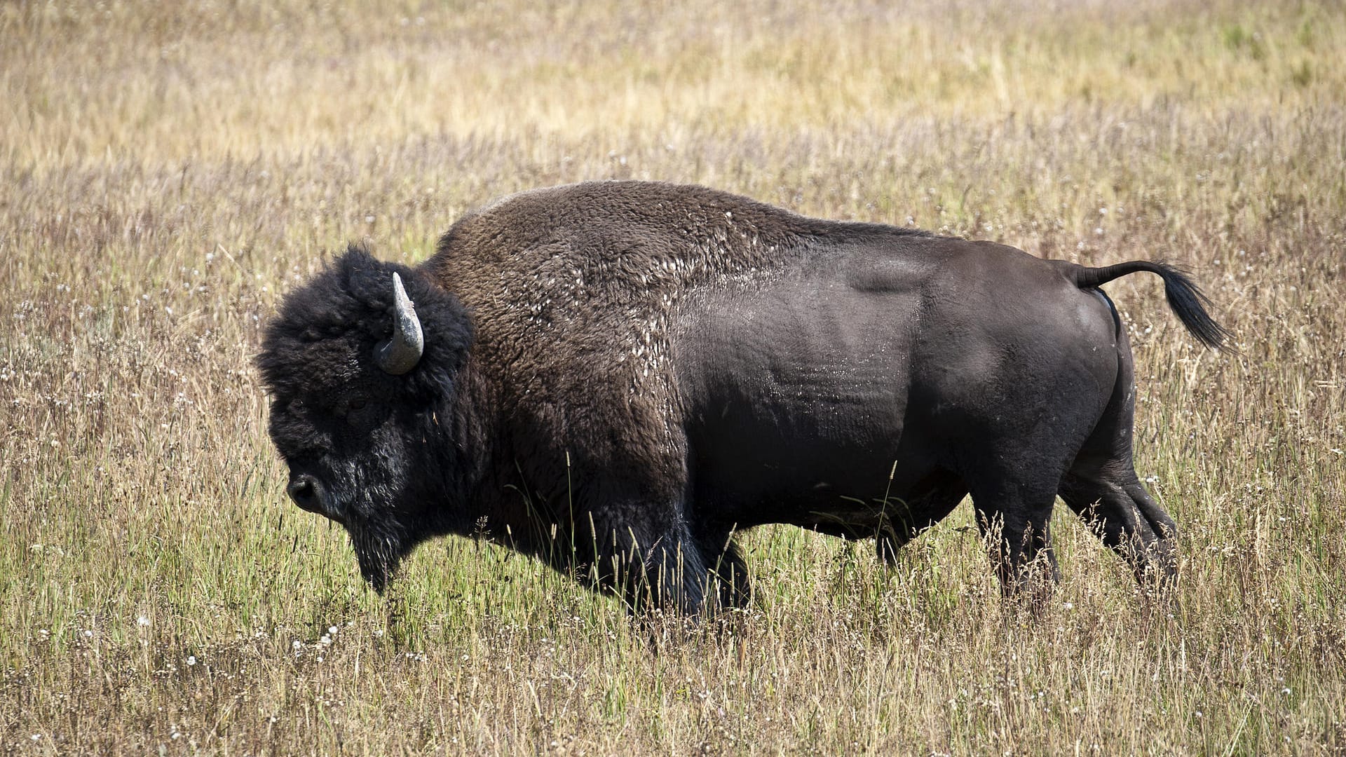 Ein Bison im Yellowstone-Nationalpark (Symbolbild): Ein Tier hat eine 25-jährige Frau aufgespießt und getötet. Ein Bison im Yellowstone-Nationalpark (Symbolbild): Ein Tier hat eine 25-jährige Frau aufgespießt und getötet.