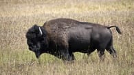 Unglück im Yellowstone Nationalpark: Frau wird von Bison aufgespießt