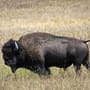 Unglück im Yellowstone Nationalpark: Frau wird von Bison aufgespießt
