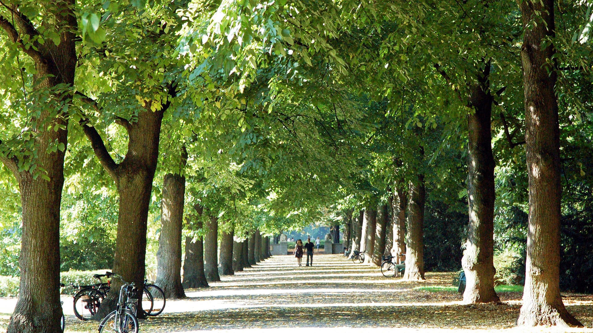 Baumallee im Blücherpark: Die barock anmutende Parkanlage ist eines der Highlights im nordkölnischen Stadtteil Nippes.