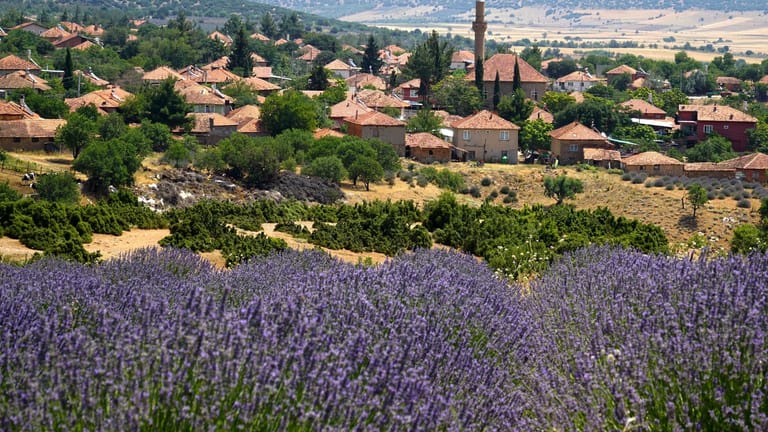 Lavendelgärten von Kuyucak: Zwischen Juni und August stehen die Lavendelbüsche in der Nähe Ispartas in voller Blüte.