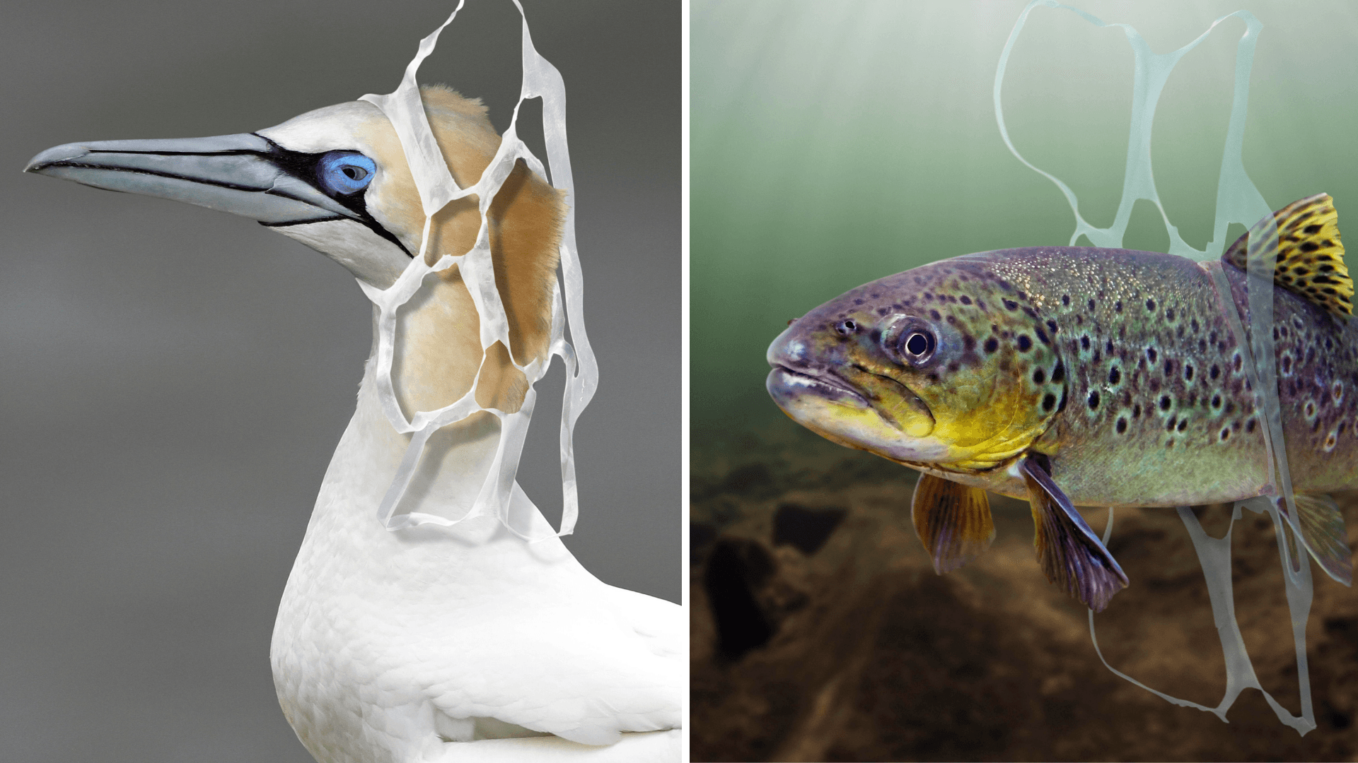 Gefangen im Getränkehalter: Ein Basstölpel und eine Forelle stecken in Plastikgebinden für Brausedosen fest. Im Meer und am Strand werden Kunststoffabfälle zum tödlichen Risiko für viele Tiere.