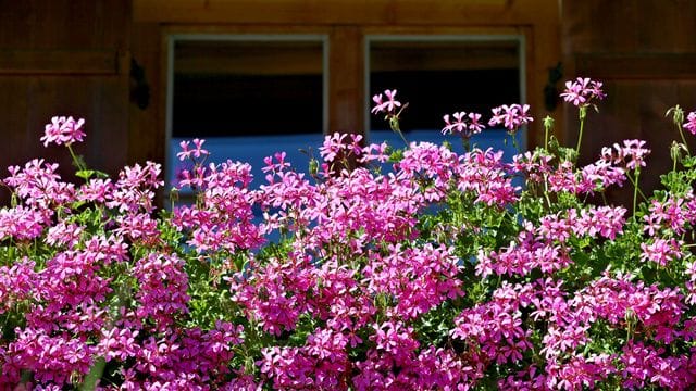 Gartentipp: Mit etwas Unterstützung produzieren Geranien eine Blüte nach der anderen - bis in den Herbst hinein.