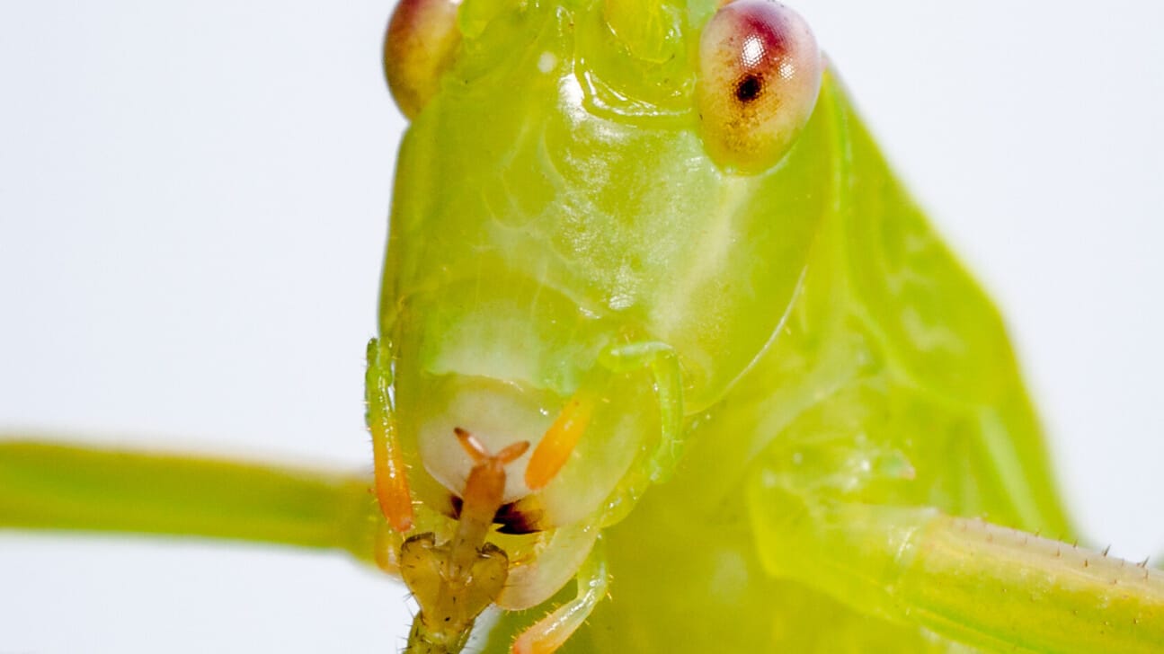 Caedicia simplex, eine australische Heuschrecke (Symbolbild): Der Artgenosse Warramaba virgo braucht keinen Sex.