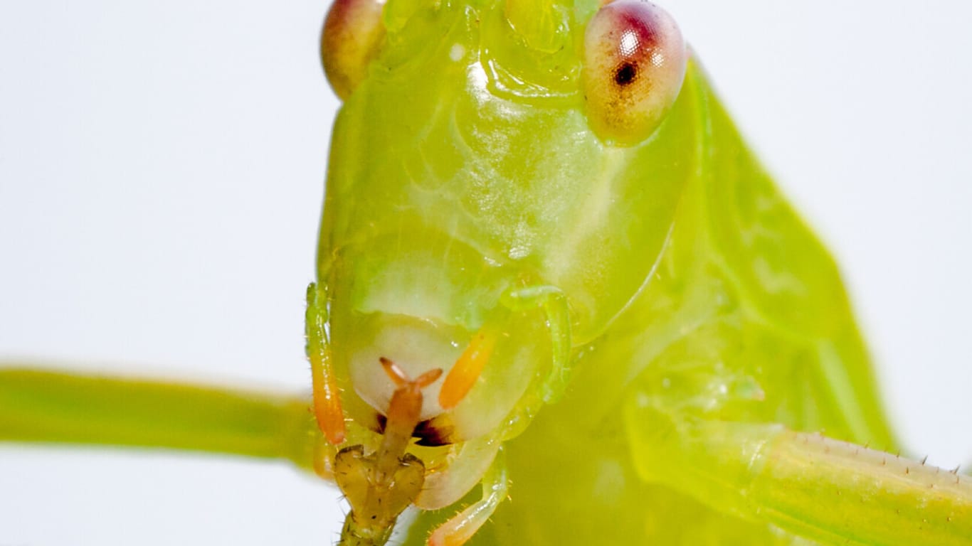 Caedicia simplex, eine australische Heuschrecke (Symbolbild): Der Artgenosse Warramaba virgo braucht keinen Sex.
