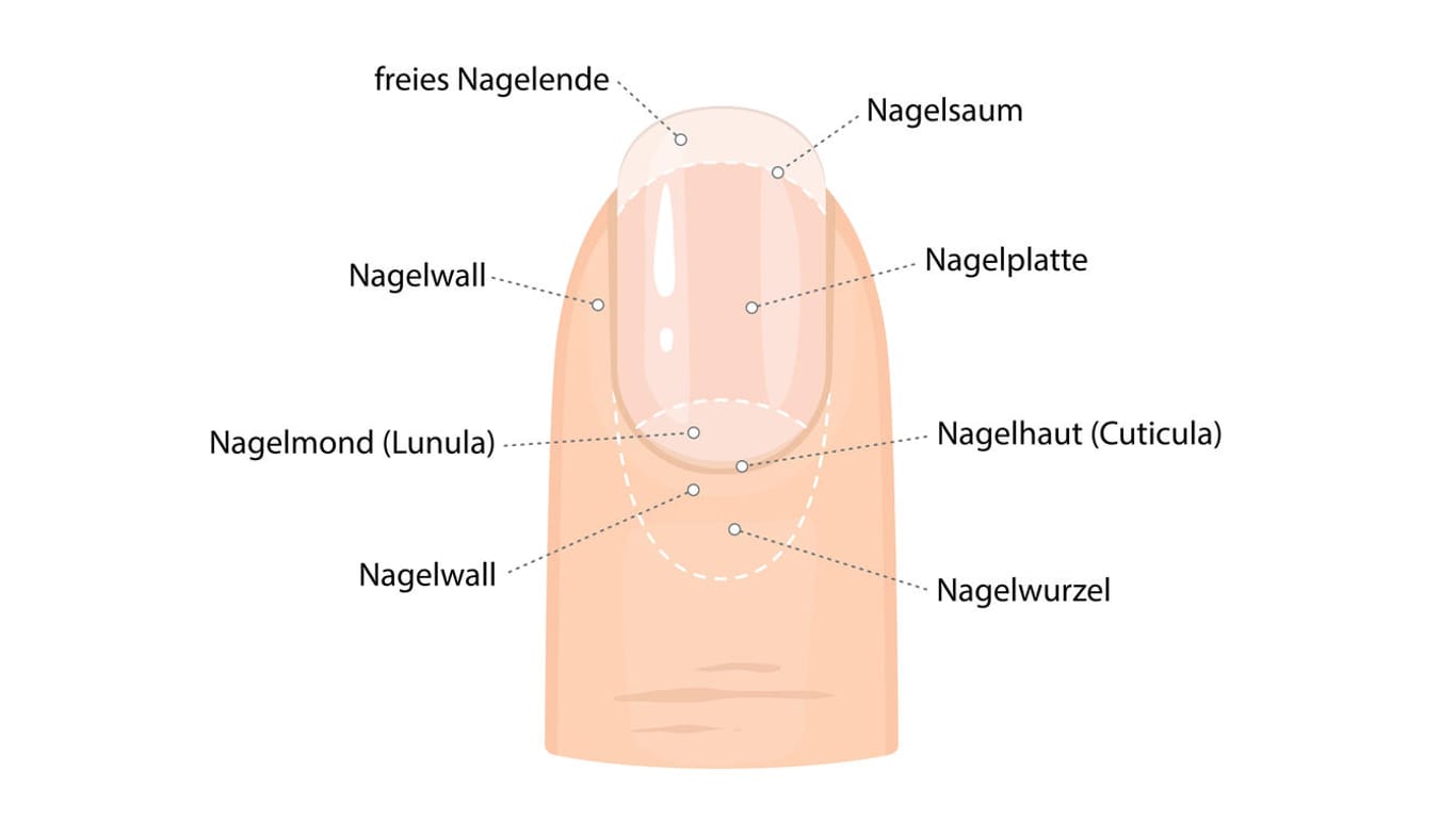 Grafische Darstellung Anatomie Fingernagel