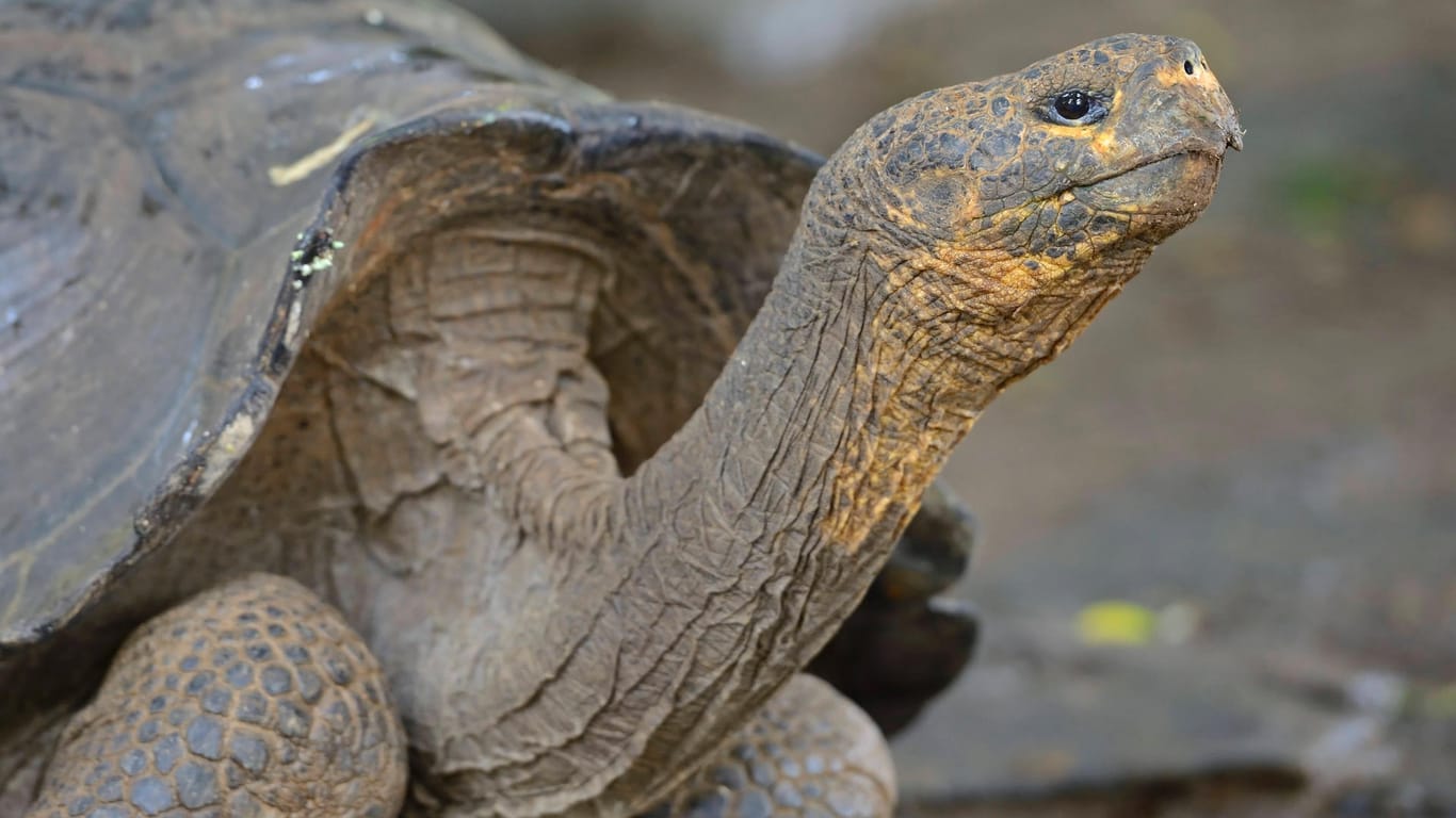Galapagos-Riesenschildkröte (Symbolbild): Die Tiere pflanzen sich extrem selten fort.