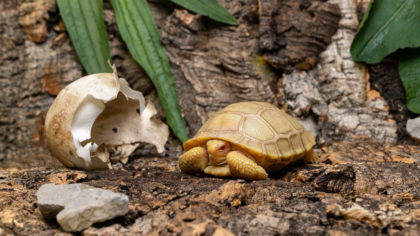 Die Albino-Galapagos-Riesenschildkröte: In der Wildnis hätte sie wohl schlechte Chancen, zu überleben.