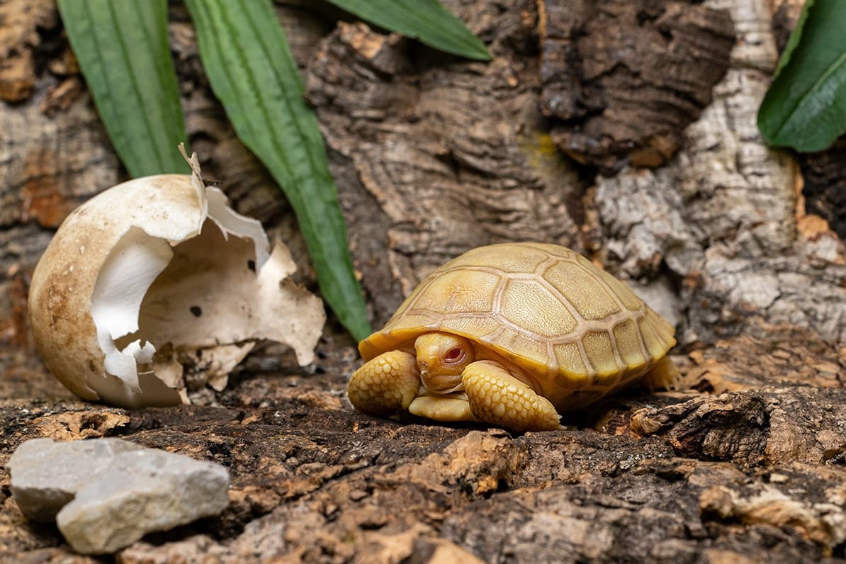 Die Albino-Galapagos-Riesenschildkröte: In der Wildnis hätte sie wohl schlechte Chancen, zu überleben.