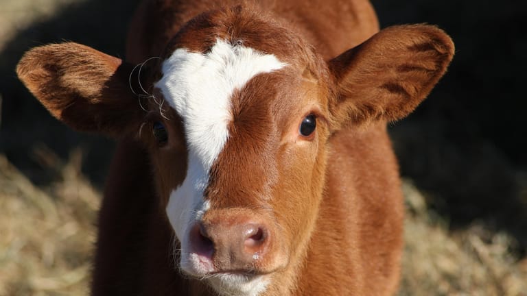Kalb: Talg und Fette von Rindern werden teilweise für die Produktion von Weichspülern verwendet.