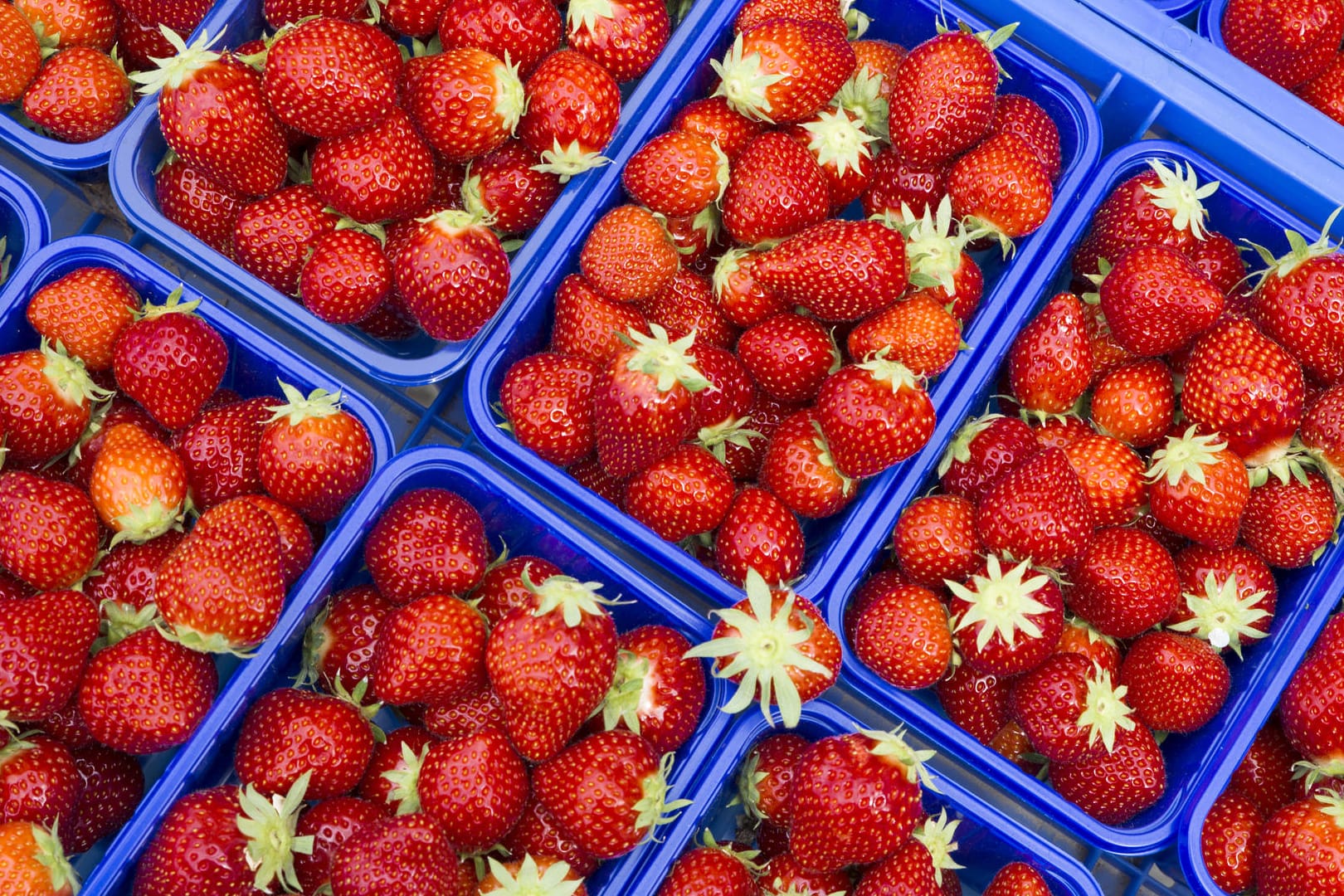 Erdbeeren (Symbolbild): Das Angebot ist gewachsen, die Kunden kaufen aber sehr zurückhaltend.