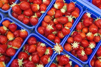 Erdbeeren (Symbolbild): Das Angebot ist gewachsen, die Kunden kaufen aber sehr zurückhaltend.
