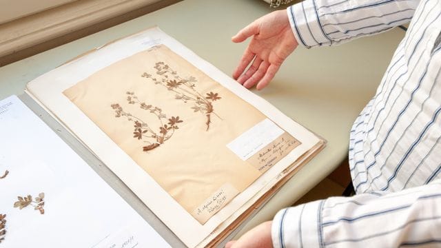 Wertvolles Erbe: Konservierte Pflanzen können dank einem Online-Herbarium nun auch im Internet zur Schau gestellt werden. Wertvolles Erbe: Konservierte Pflanzen können dank einem Online-Herbarium nun auch im Internet zur Schau gestellt werden.