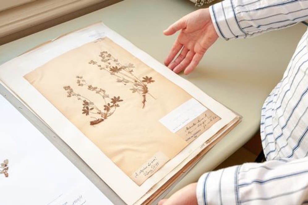 Wertvolles Erbe: Konservierte Pflanzen können dank einem Online-Herbarium nun auch im Internet zur Schau gestellt werden.