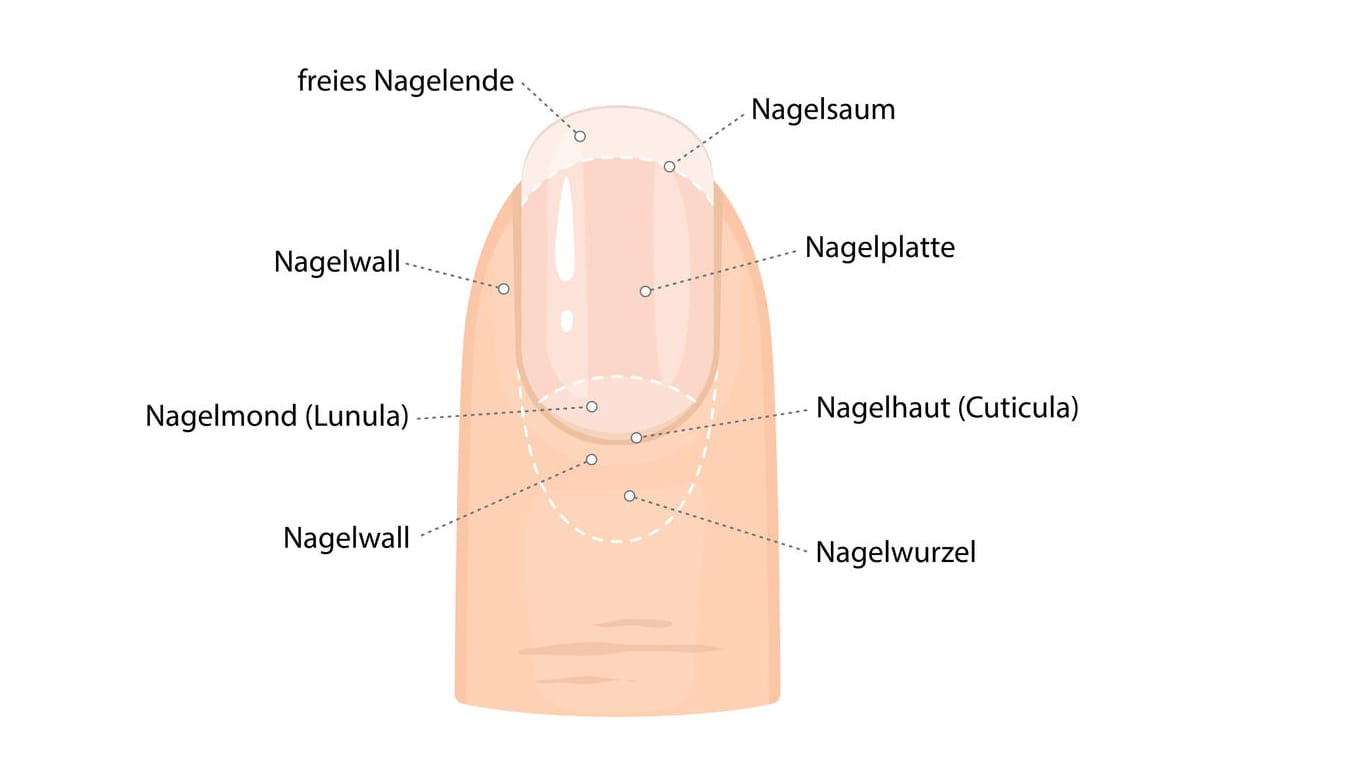 Grafische Darstellung Anatomie Fingernagel