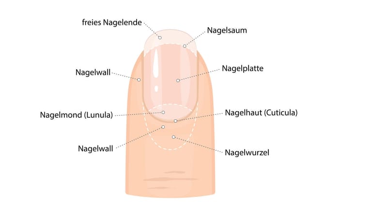 Grafische Darstellung Anatomie Fingernagel