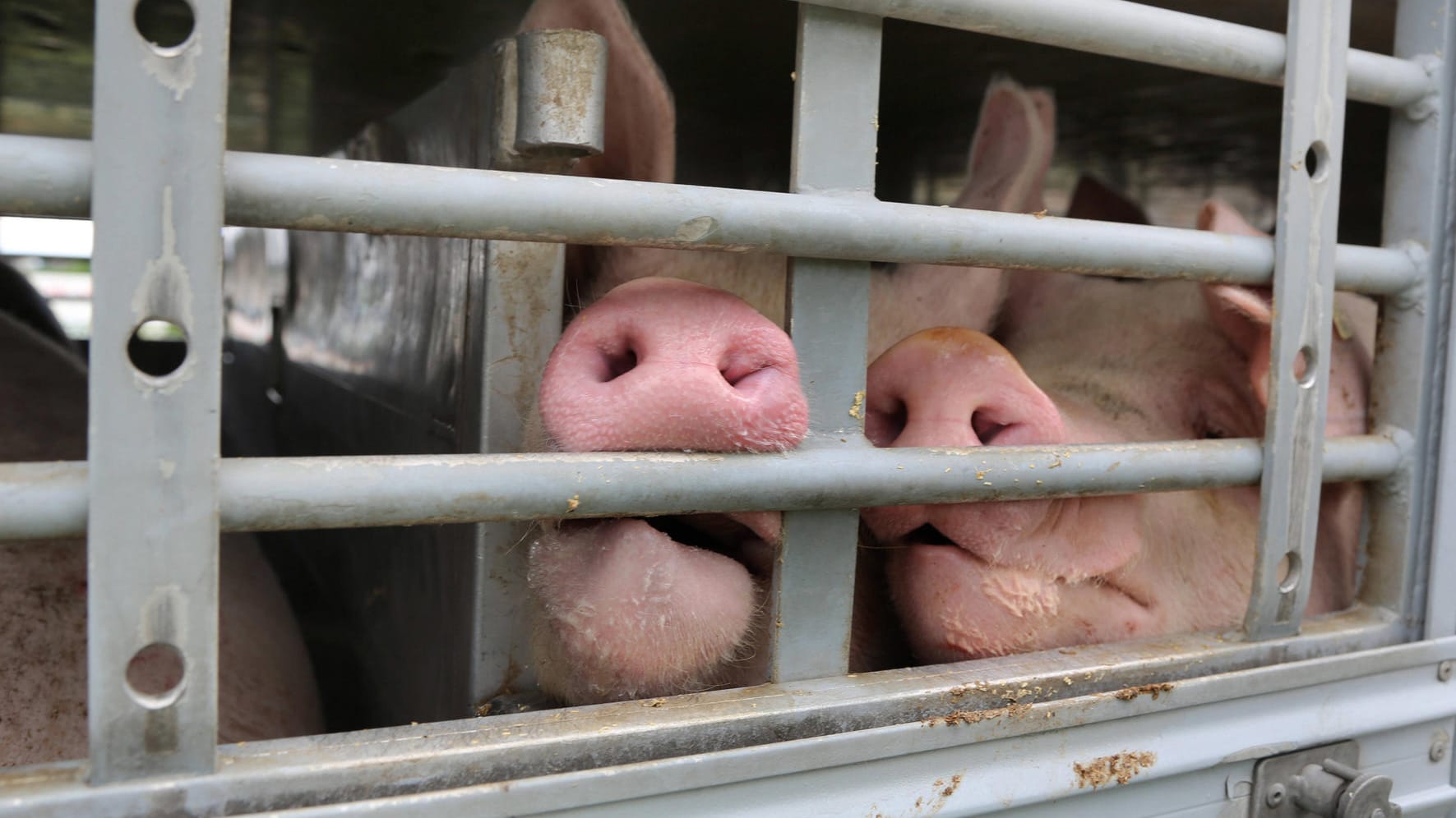 Schweine auf dem Weg zum Schlachthof (Archiv): "Ich will, dass auch morgen noch gutes Fleisch aus Deutschland auf unsere Tische kommt", so Özdemir.