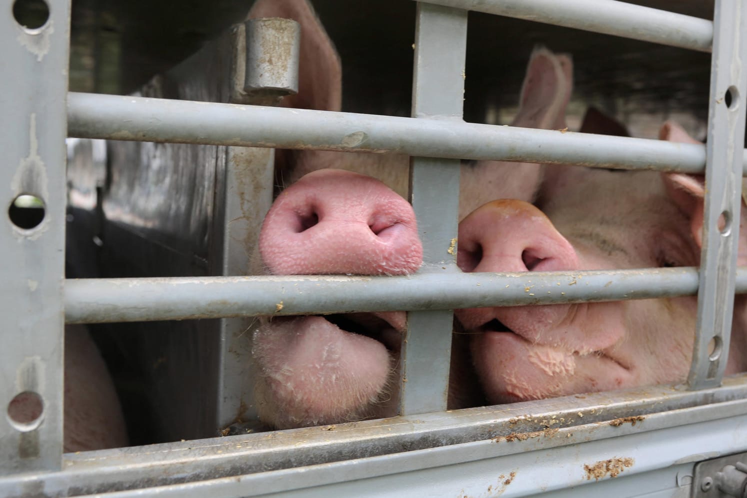 Schweine auf dem Weg zum Schlachthof (Archiv): "Ich will, dass auch morgen noch gutes Fleisch aus Deutschland auf unsere Tische kommt", so Özdemir.