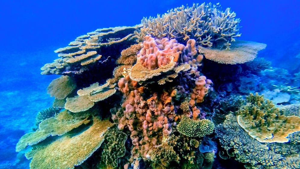 Korallen stehen auf Felsen des Great Barrier Reef vor Australien.