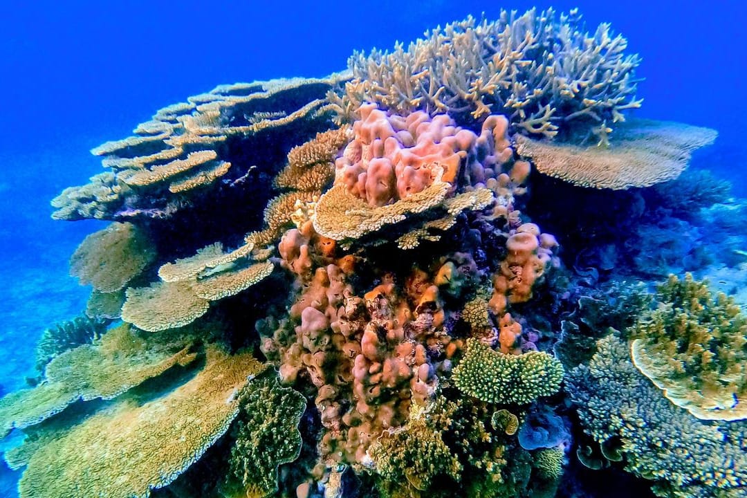 Korallen stehen auf Felsen des Great Barrier Reef vor Australien.