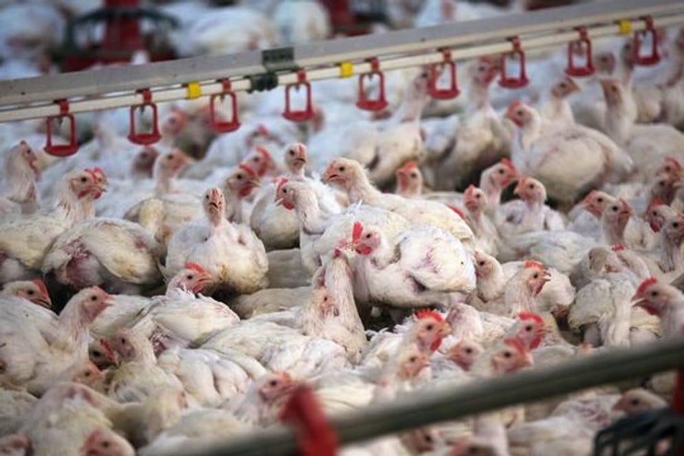 Eine Hautentzündung im Bereich des Unterbauches und des Darmausgangs ist der häufigste Grund, weswegen Masthühner für die Fleischproduktion als untauglich eingestuft werden.