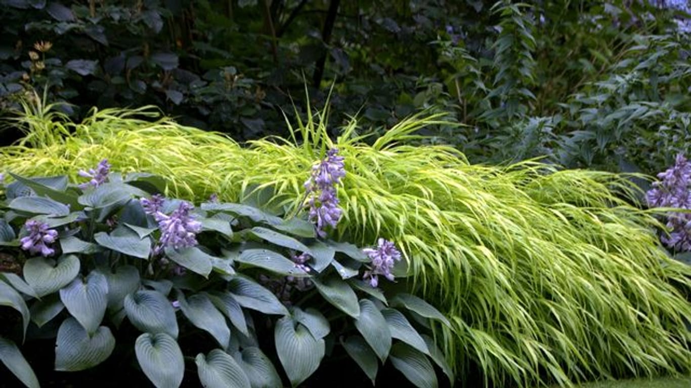 Haben Sie schattige Eckchen im Garten, die sie nicht so recht zu bepflanzen wissen? Stauden machen aus kargen Winkeln echte Blickfänge.