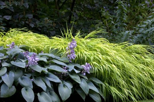 Haben Sie schattige Eckchen im Garten, die sie nicht so recht zu bepflanzen wissen? Stauden machen aus kargen Winkeln echte Blickfänge.