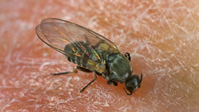 Kriebelmücke: Die beißenden Insekten sehen ein wenig aus wie kleine Fliegen.