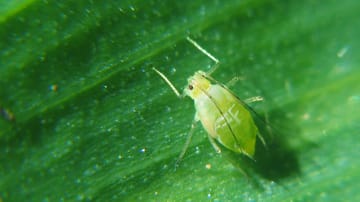 Aphids: The pests also nest on the underside of the leaf.