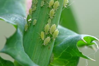 Schädlinge: Die Behandlung gegen Blattläuse kann oft mehrere Tage dauern. Bleiben Sie geduldig.