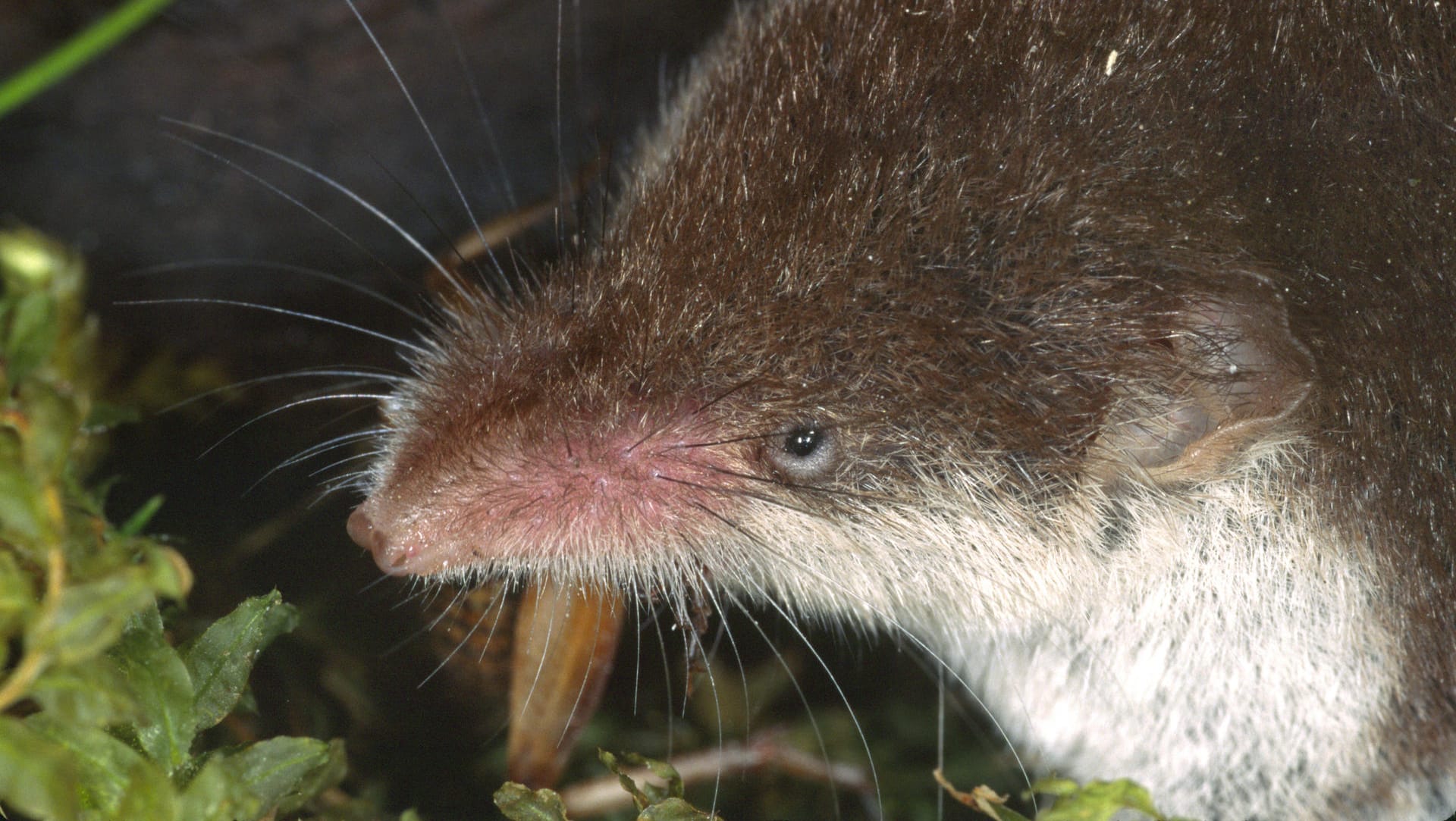 Die Feldspitzmaus ist das einzige bekannte Reservoir des Bornavirus in Deutschland.