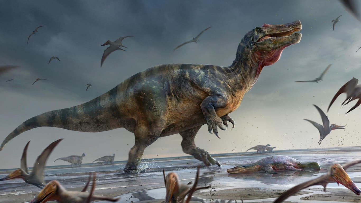 Darstellung eines riesigen Sauriers (Archiv): Die Überreste des gefundenen Tieres stammen mutmaßlich von einem Spinosaurier.