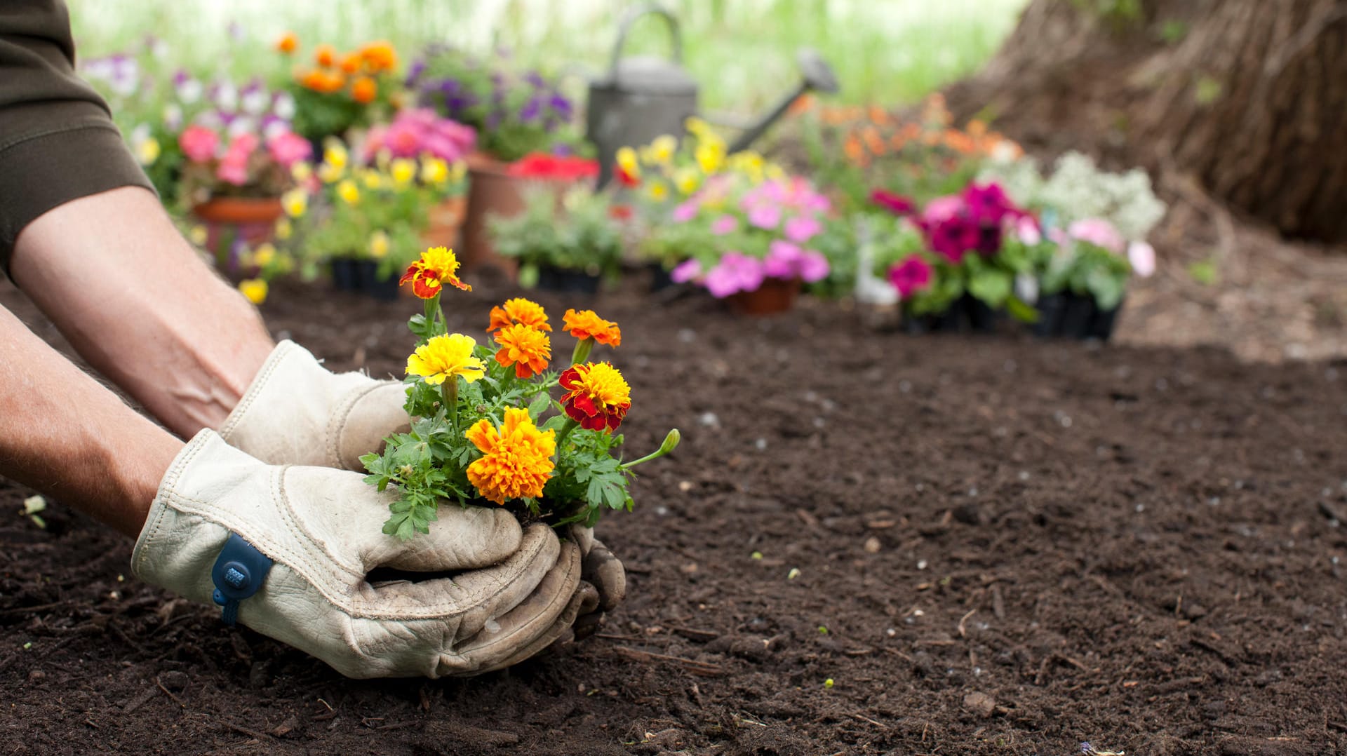 Man Gardening Background