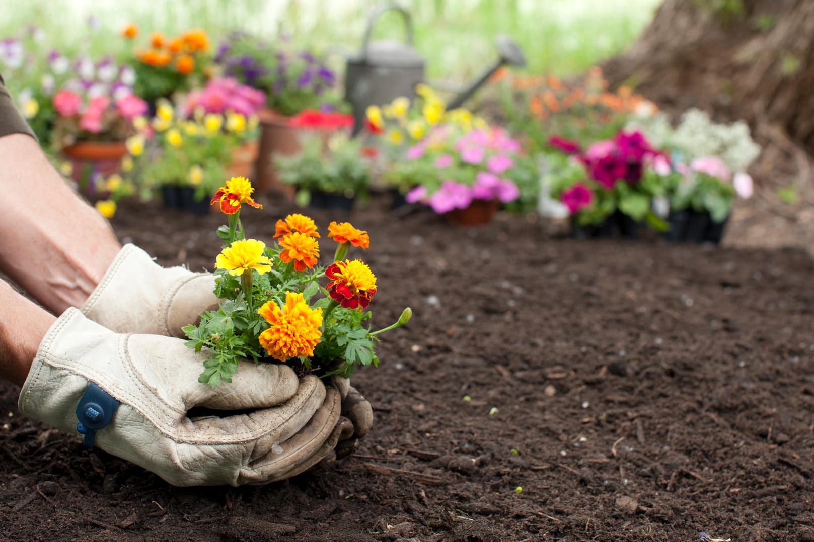 Man Gardening Background