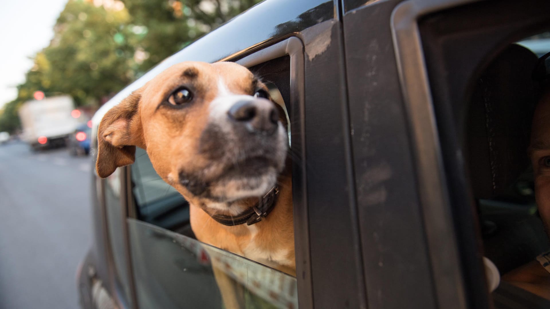 Urlaubsplanung: Ein gemeinsamer Urlaub mit dem Vierbeiner ist für Hundehalter nicht mehr selbstverständlich.