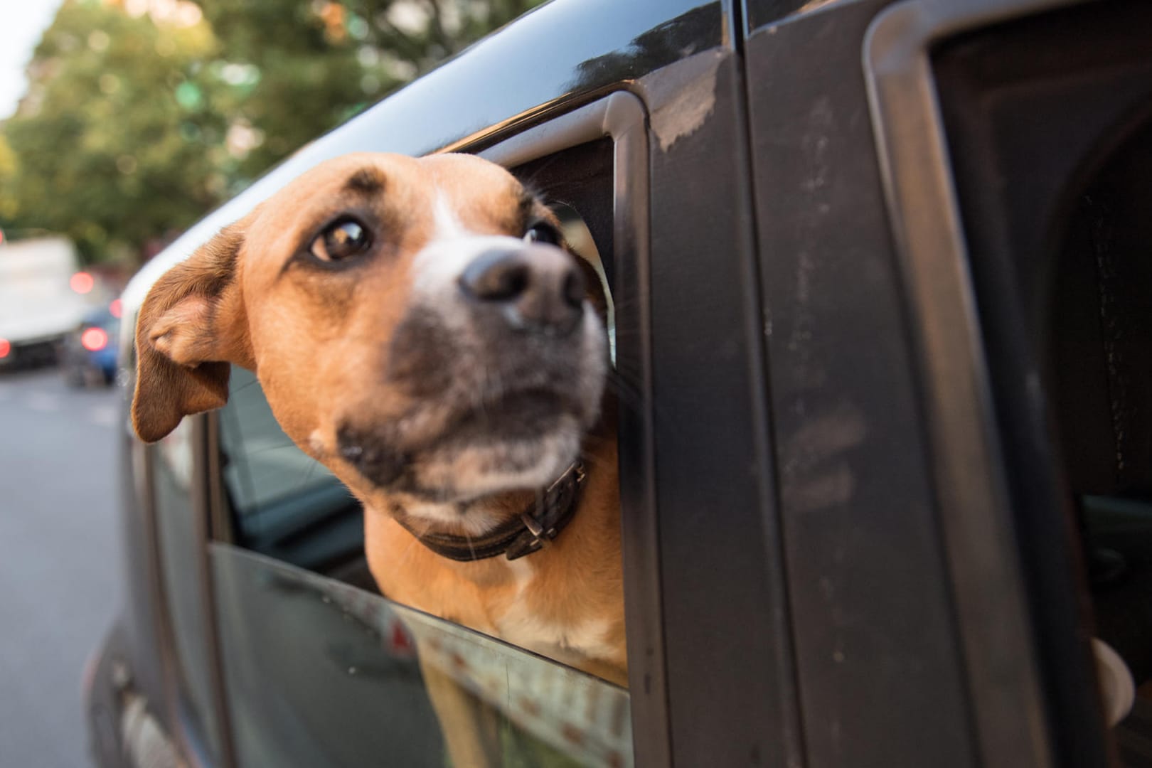 Urlaubsplanung: Ein gemeinsamer Urlaub mit dem Vierbeiner ist für Hundehalter nicht mehr selbstverständlich.