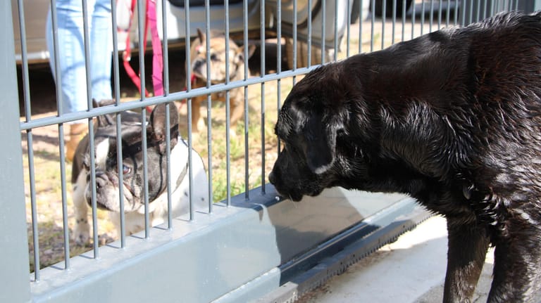 Hund im Urlaub: Die französischen Bulldoggen von Barbara Krauß sind in der Hundepension untergekommen.