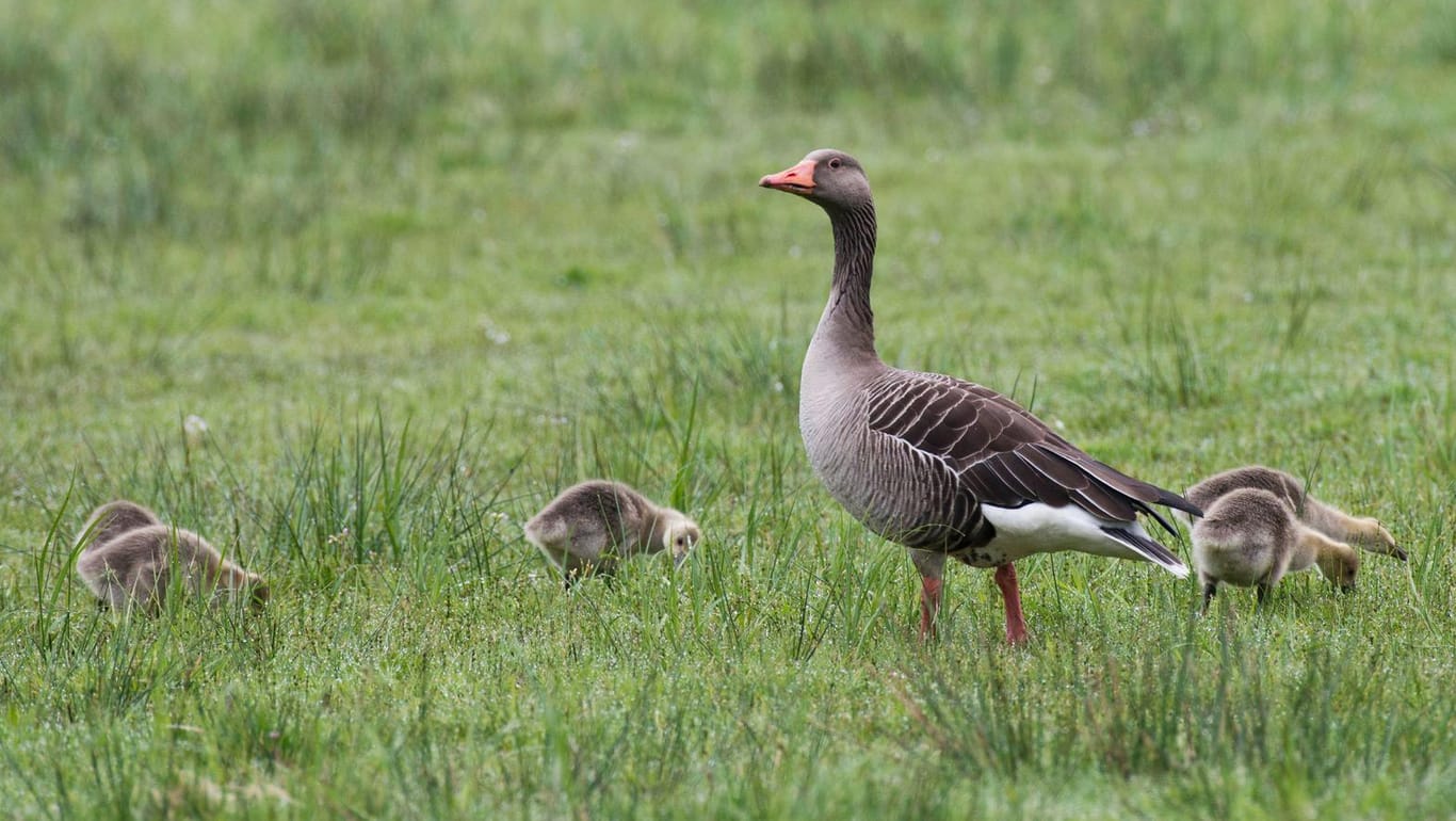 Graugans mit Jungtieren in Niedersachsen (Archiv): An der Raststätte Goldbach lief eine Gänsefamilie über die Fahrbahn.