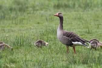 Graugans mit Jungtieren in Niedersachsen (Archiv): An der Raststätte Goldbach lief eine Gänsefamilie über die Fahrbahn.