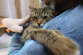 Katze beim Tierarzt (Symbolbild): Die Behandlungen können richtig teuer werden.