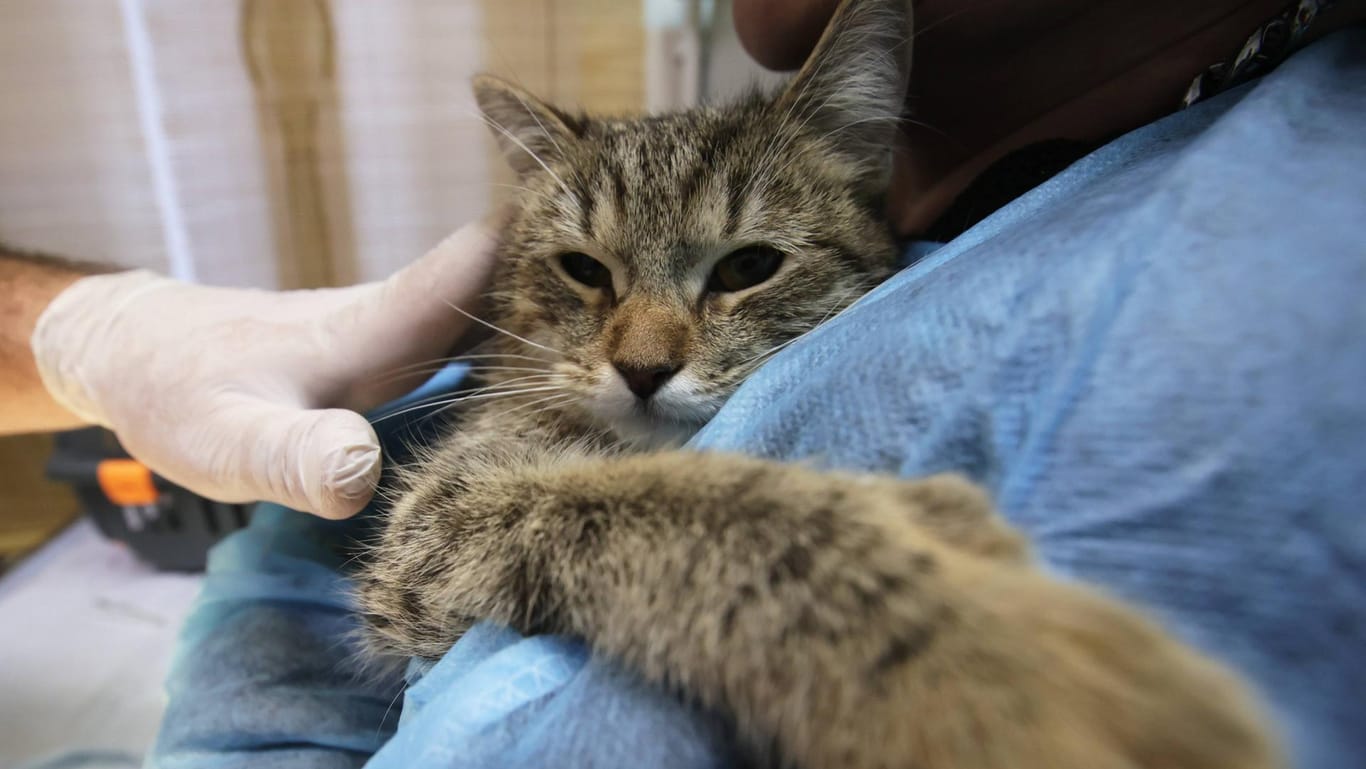 Katze beim Tierarzt (Symbolbild): Die Behandlungen können richtig teuer werden.