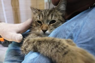 Katze beim Tierarzt (Symbolbild): Die Behandlungen können richtig teuer werden.