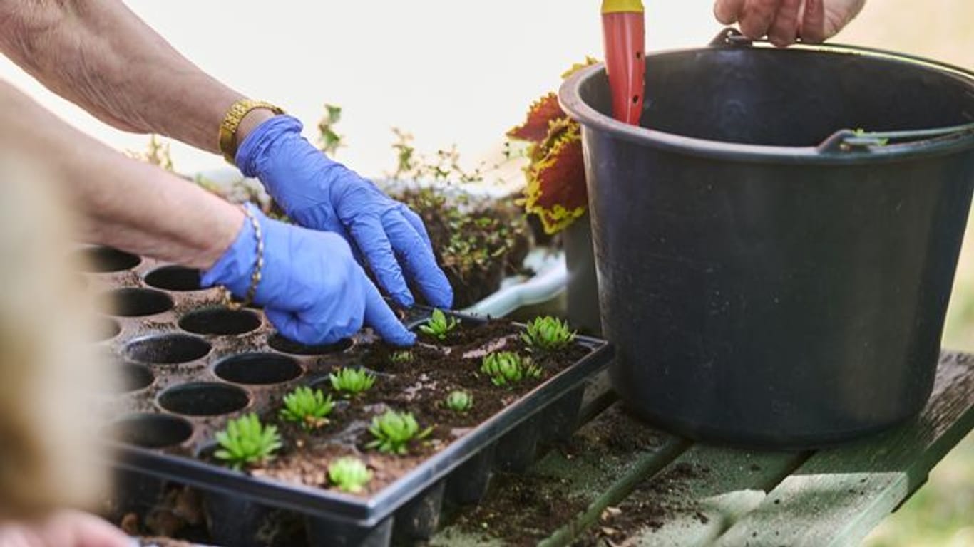 Im "Grünen Behandlungszimmer" des Evangelischen Krankenhauses Königin Elisabeth Herzberge pflanzt eine Patientin zusammen mit der Gartentherapeutin Steinrosen ein.