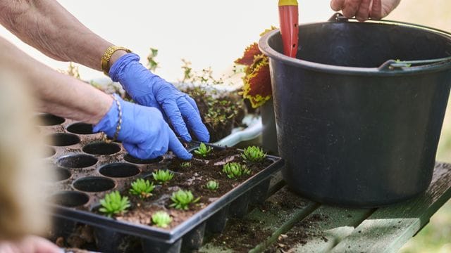 Im "Grünen Behandlungszimmer" des Evangelischen Krankenhauses Königin Elisabeth Herzberge pflanzt eine Patientin zusammen mit der Gartentherapeutin Steinrosen ein.